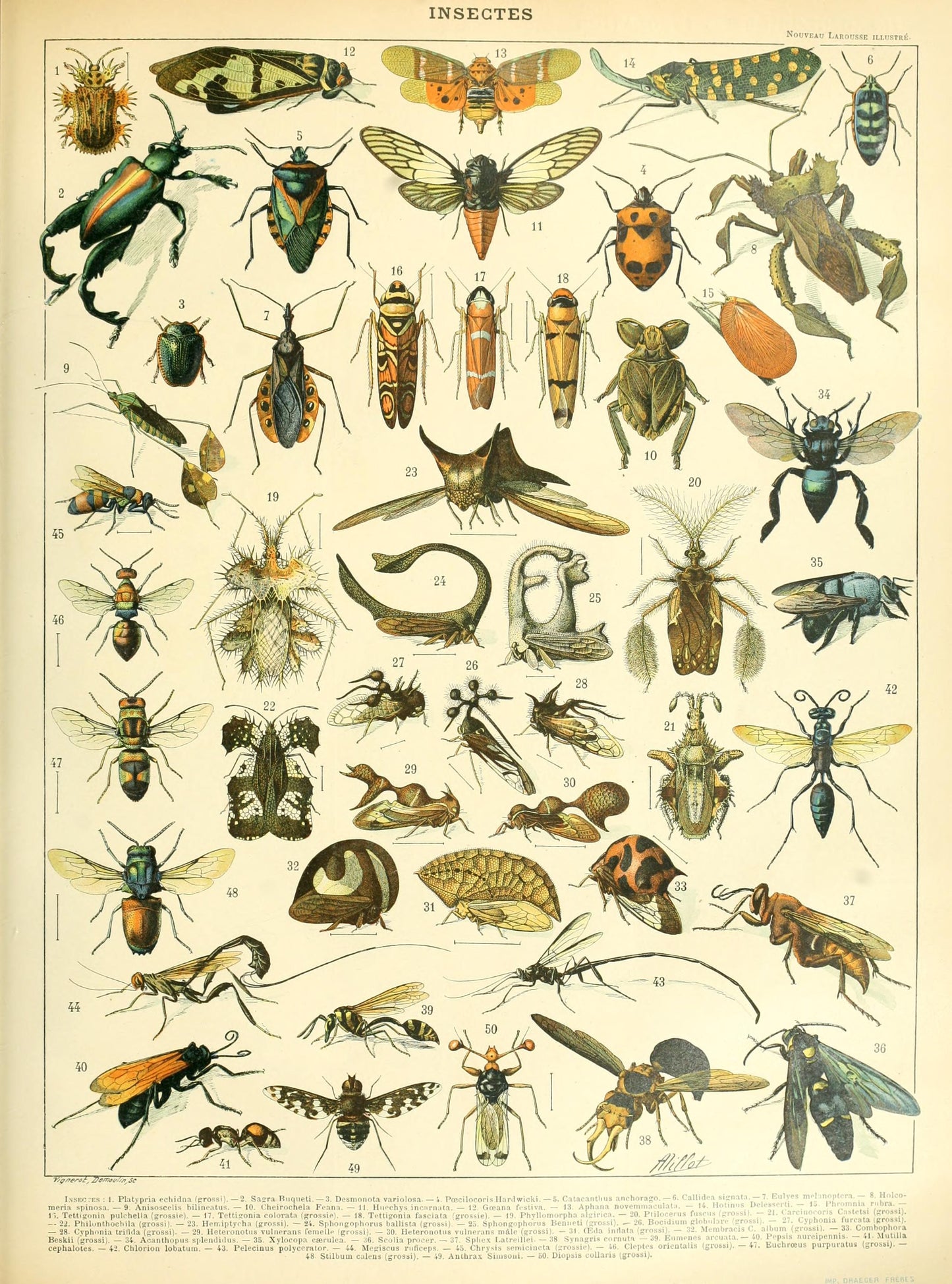 Insectes