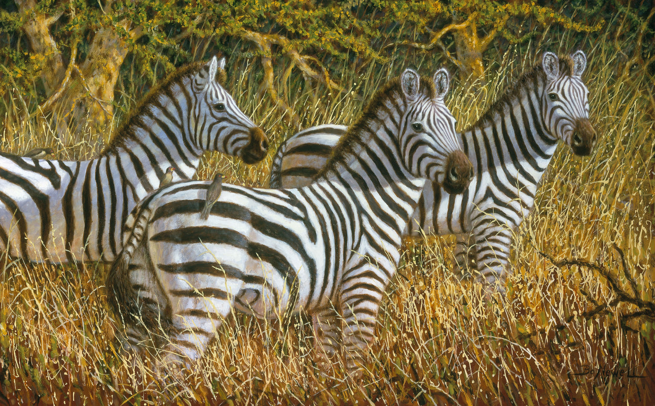 Three Zebras