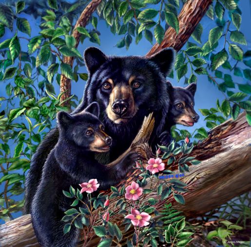 Bear Rose