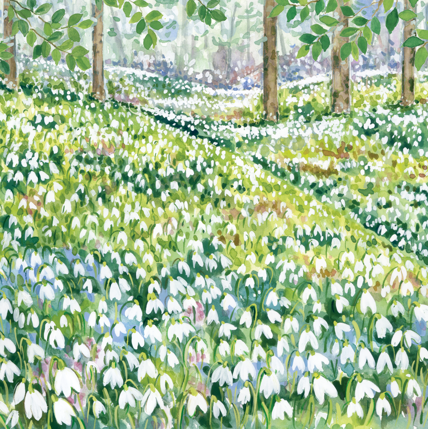 Snowdrop Woods