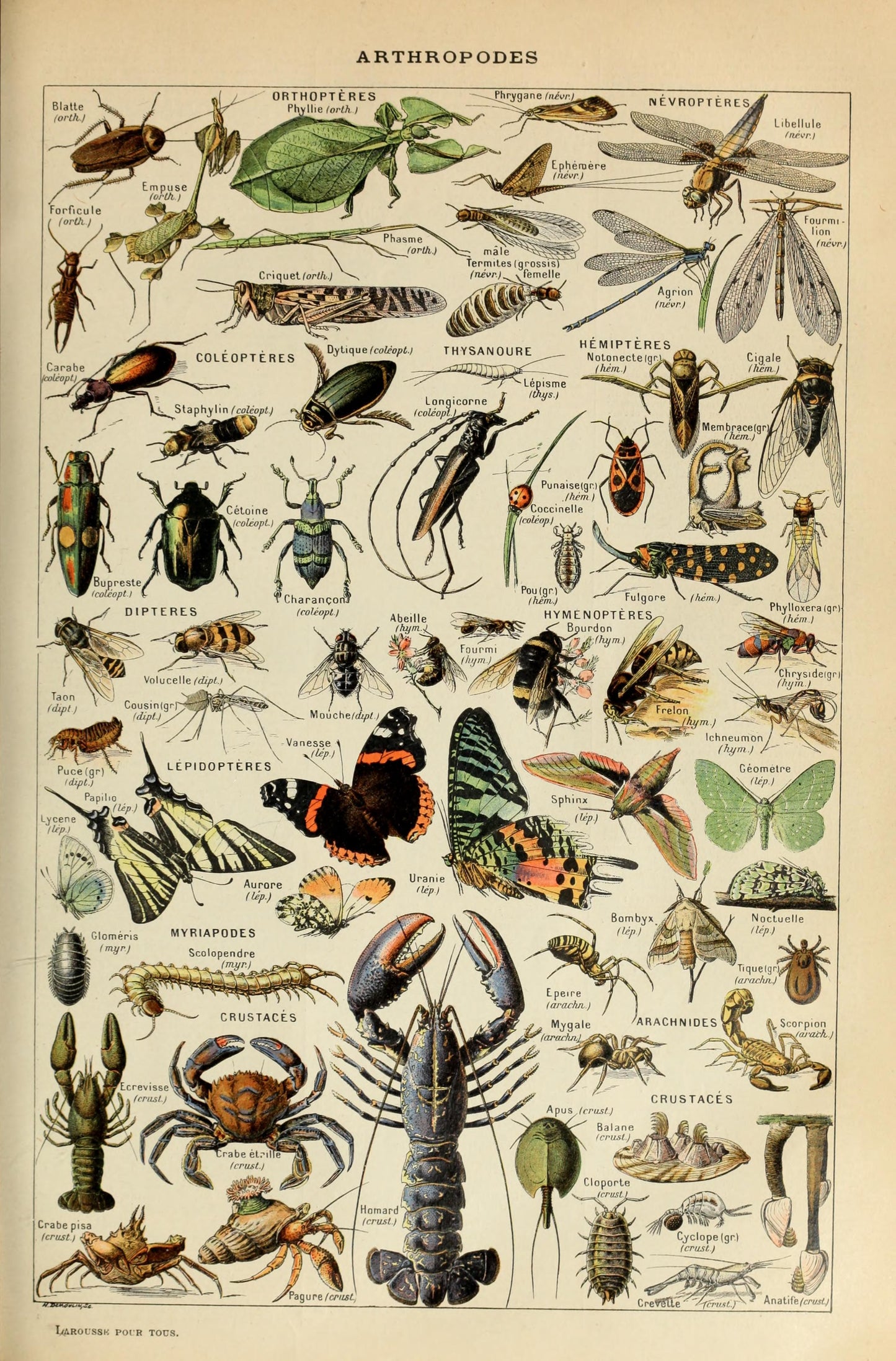 Arthropodes
