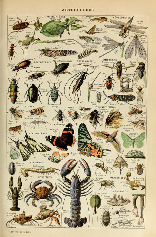 Arthropodes