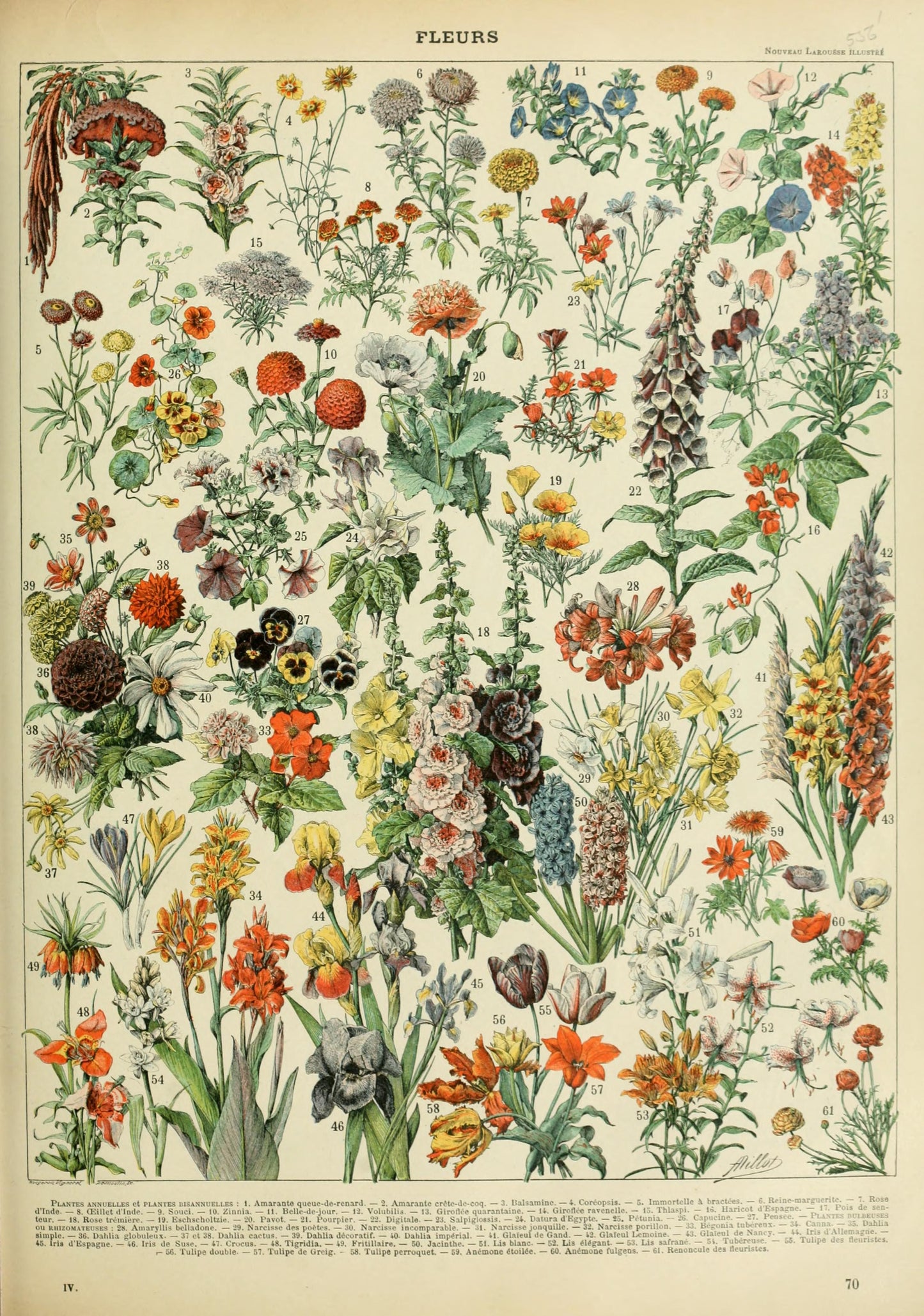 Fleurs