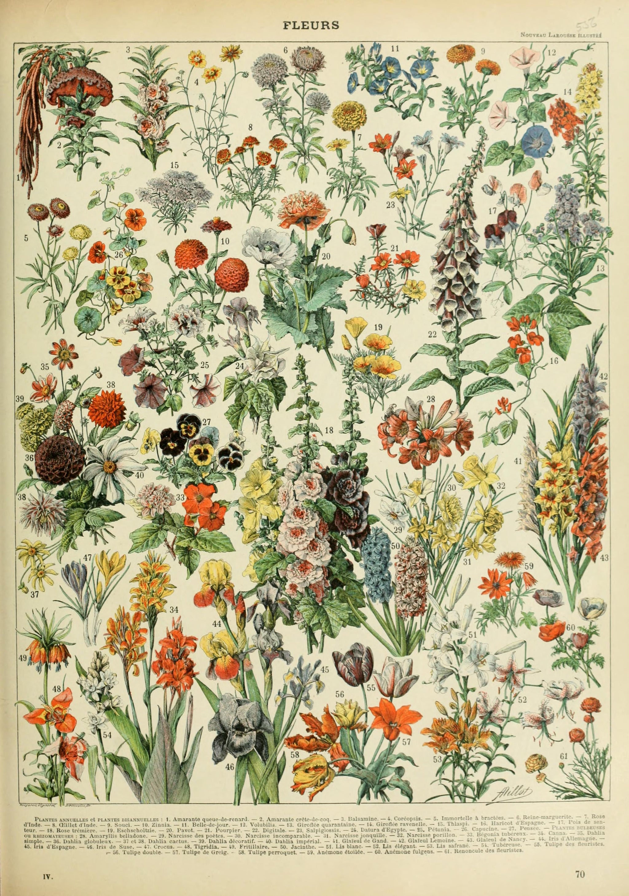 Fleurs