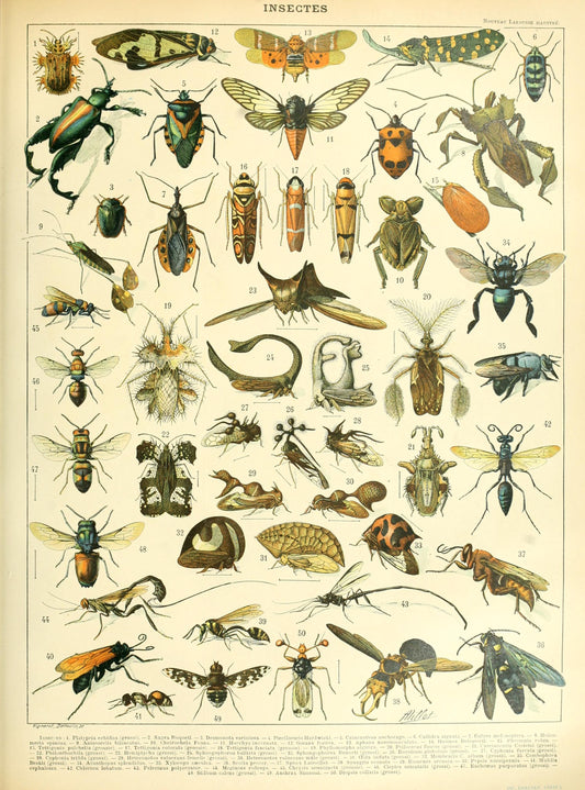 Insectes