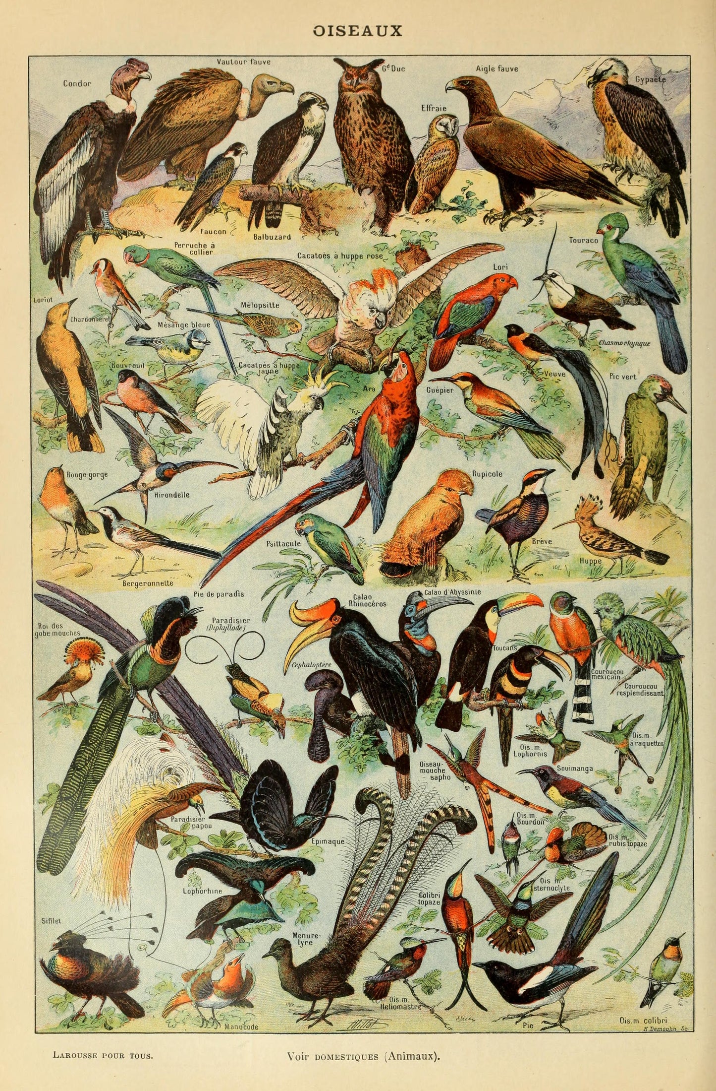 Oiseaux