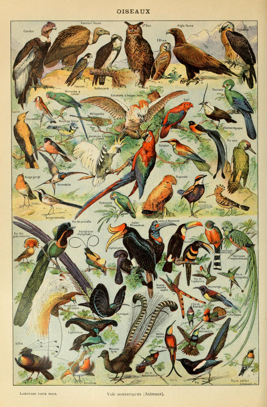 Oiseaux