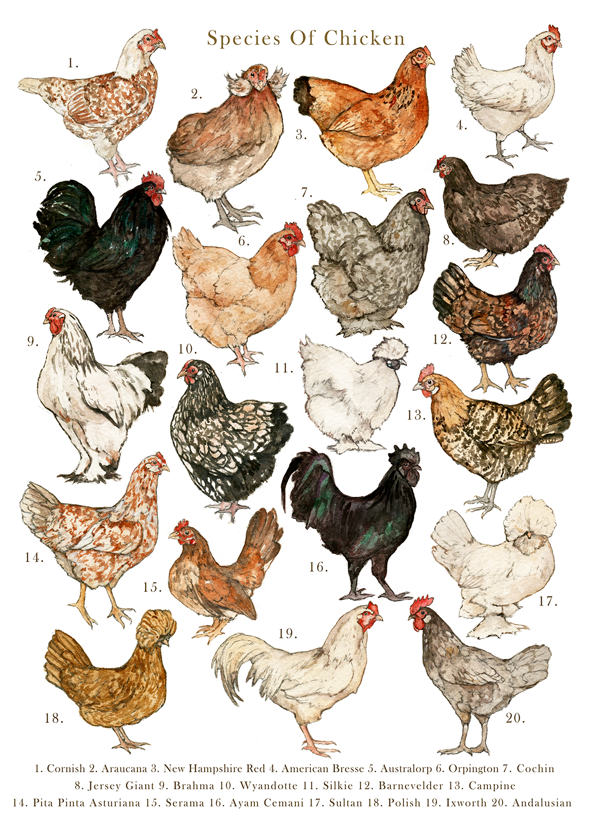 Chickens