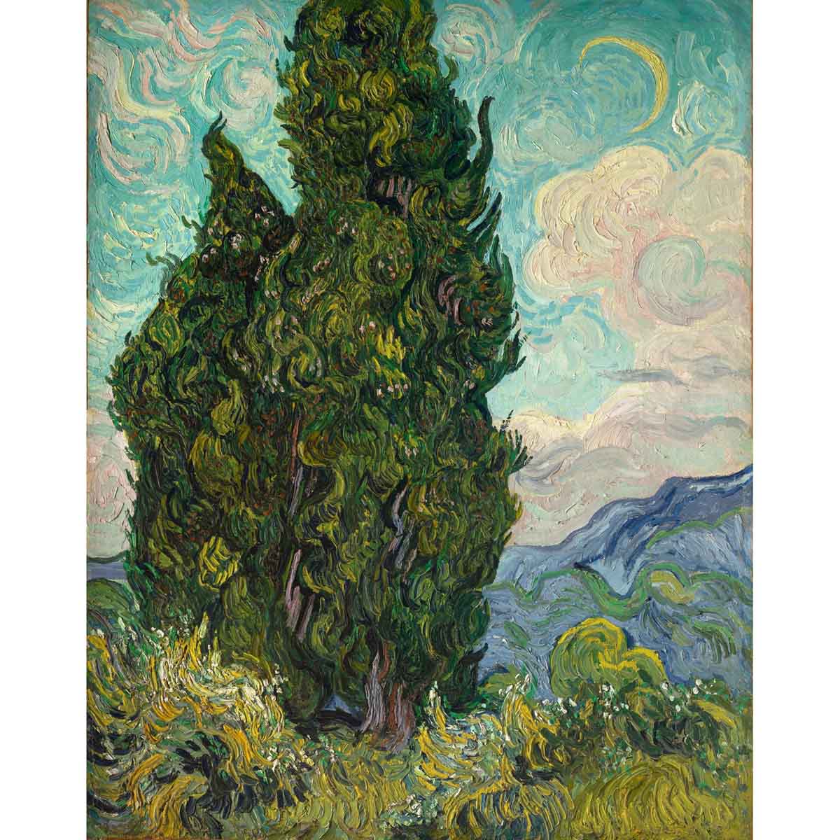 Cypresses