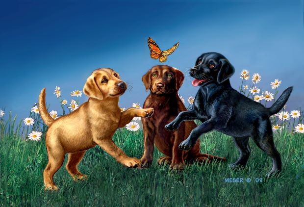 JMEG_New_Pups.jpg