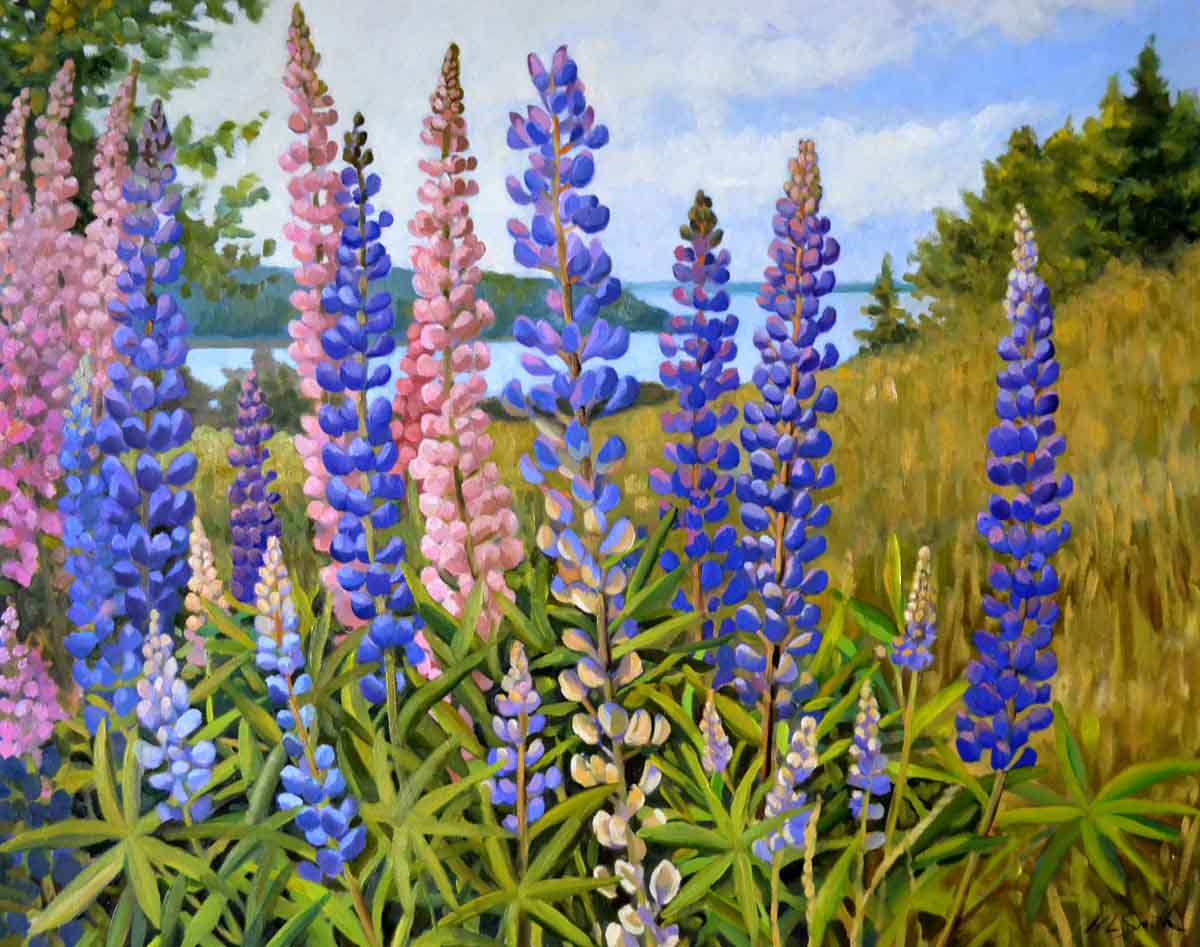 Lupine Fields on Eagle Island